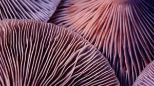 psilocybin treat ptsd therapy