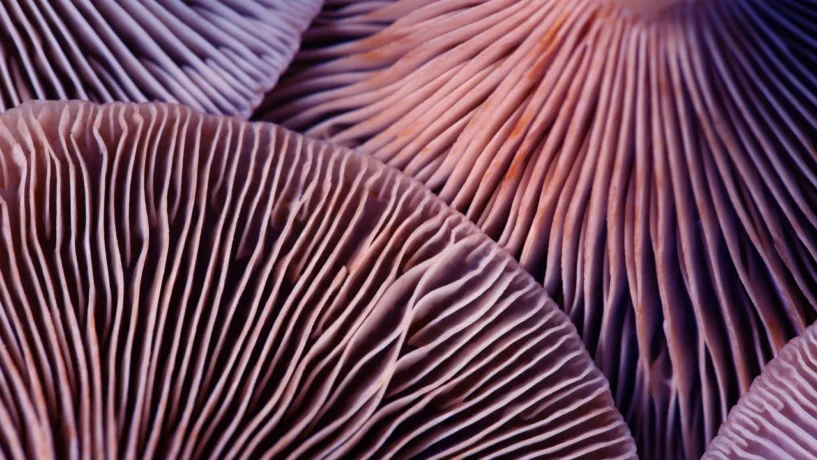 psilocybin treat ptsd therapy