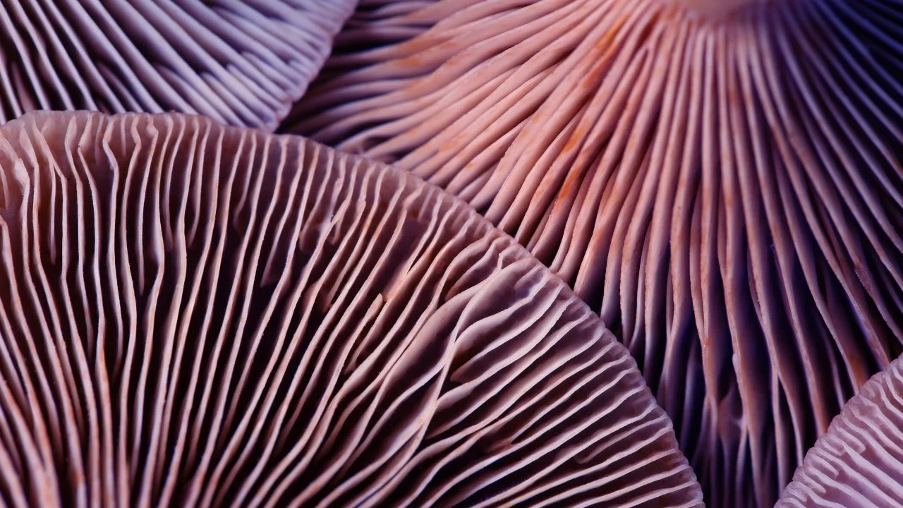 psilocybin treat ptsd therapy
