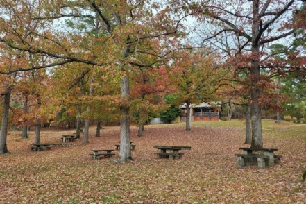 Exterior outdoor picnic area featuring multiple picnic tables beneath tall trees with autumn foliage, shaded grounds